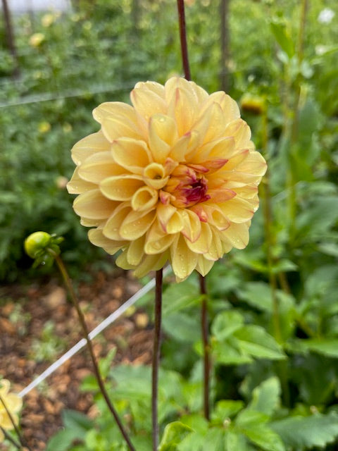 Wine Eyed Jill - Buttercream