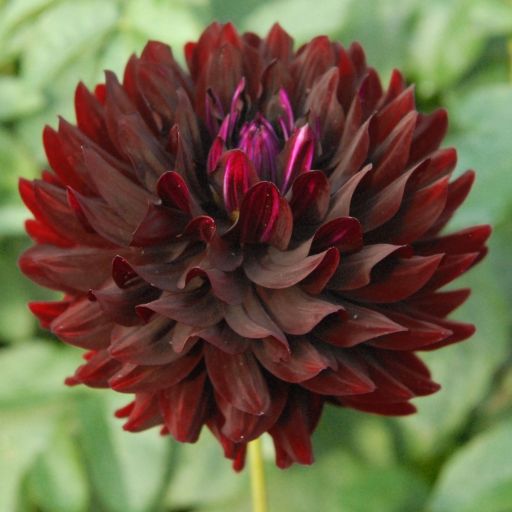 Holly Hill Black Beauty