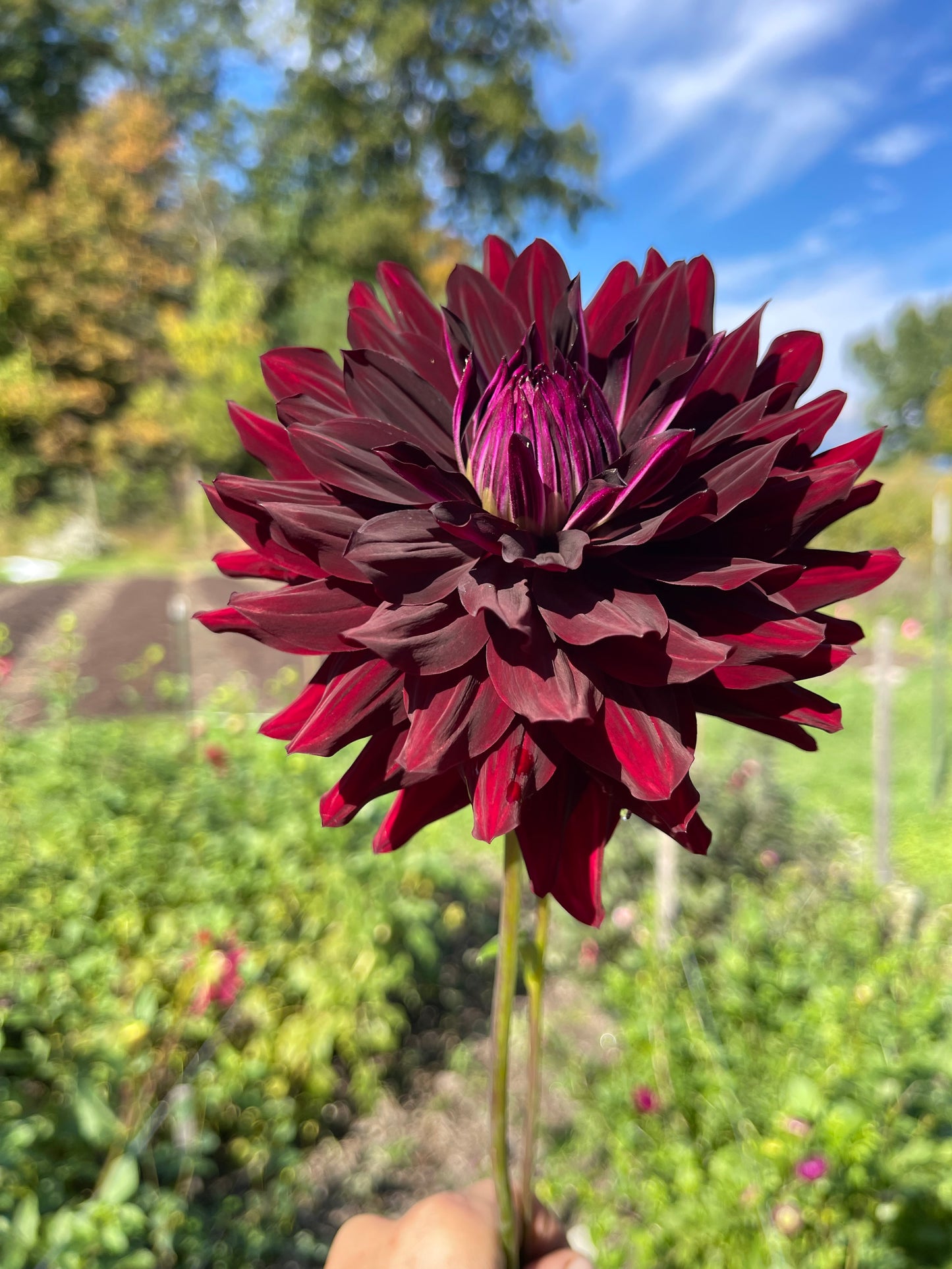 Holly Hill Black Beauty