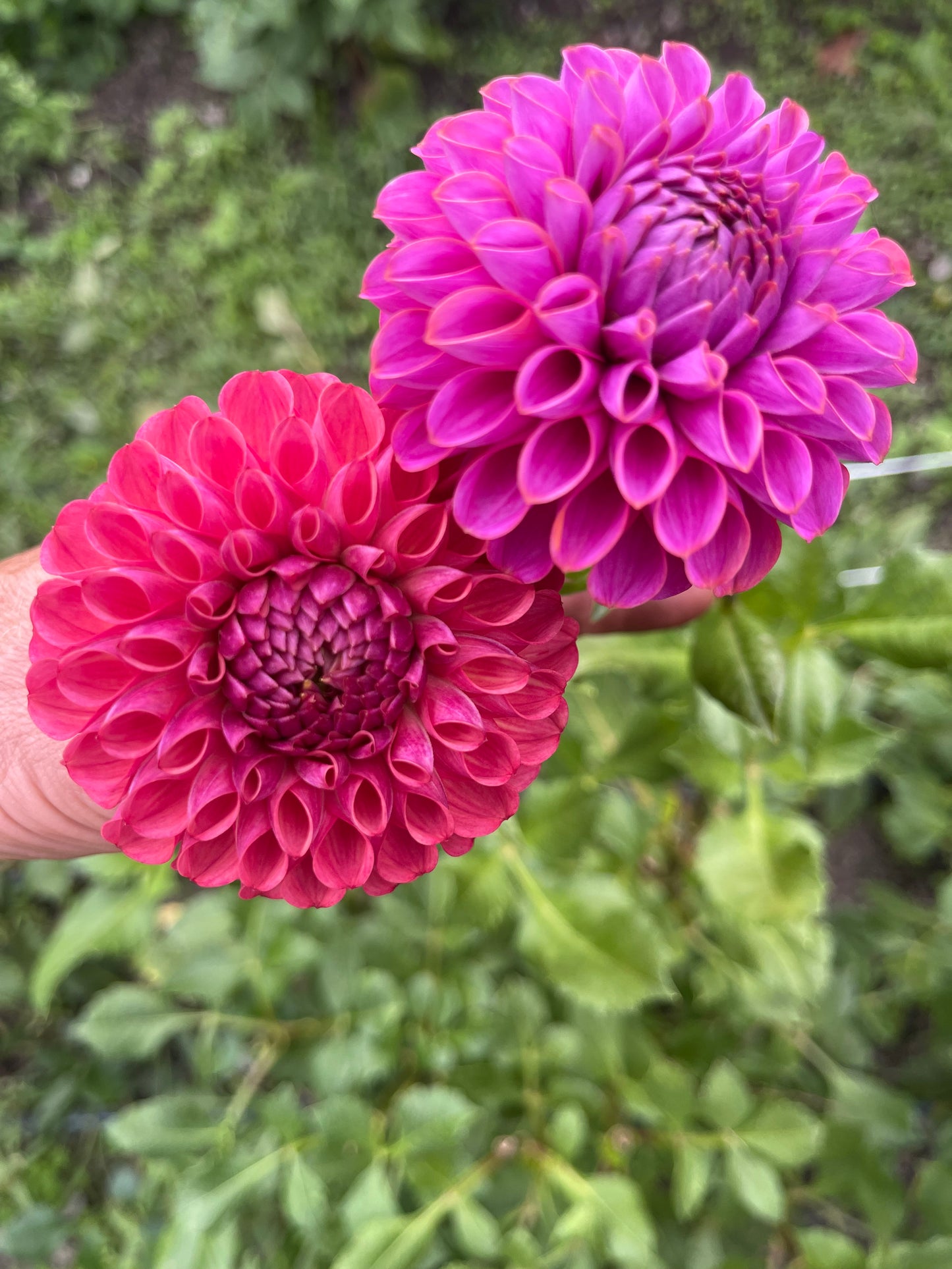 Caitlyn's Joy and Barbarry Aleks