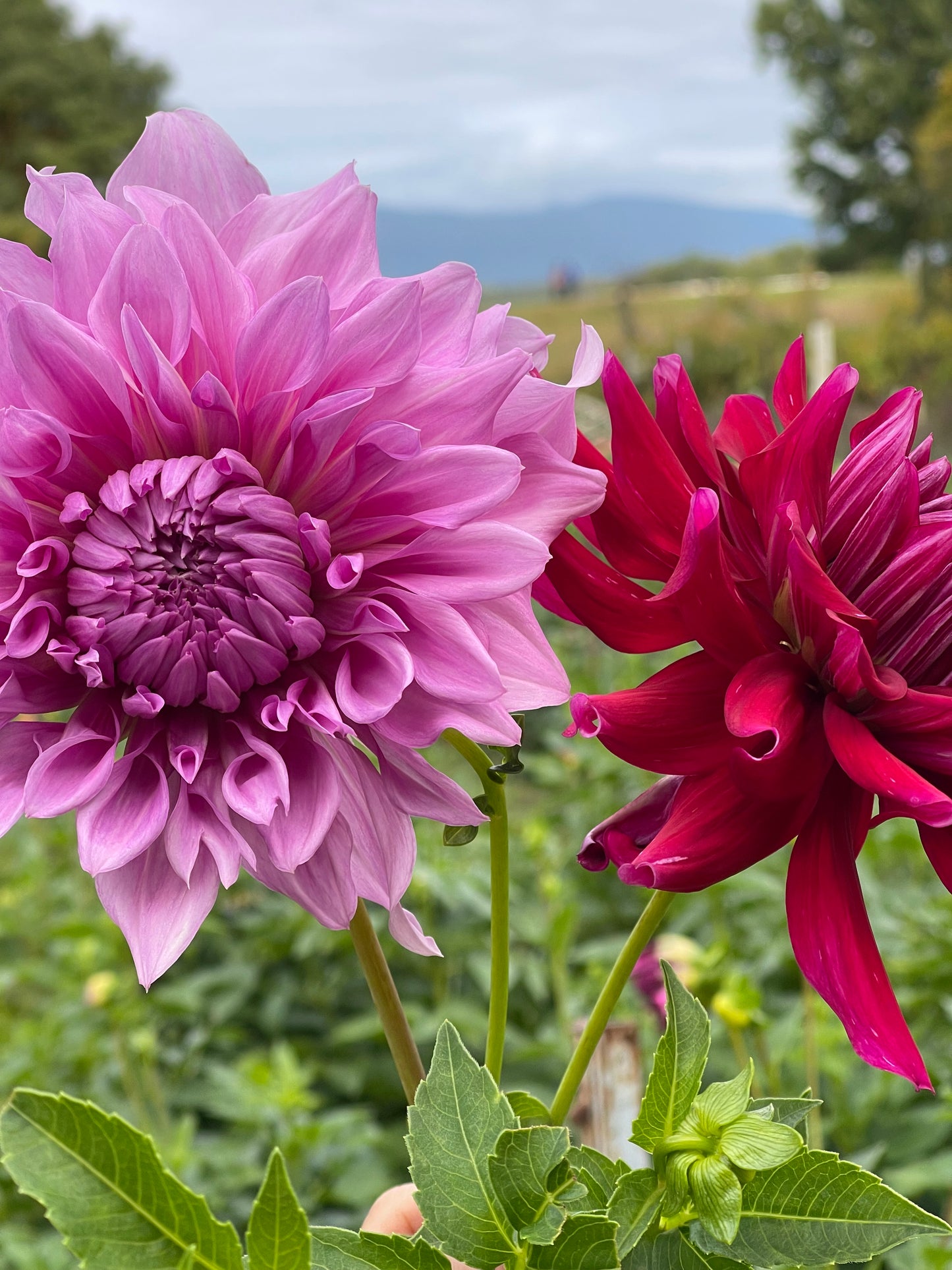 Big Tie Dye Surprise