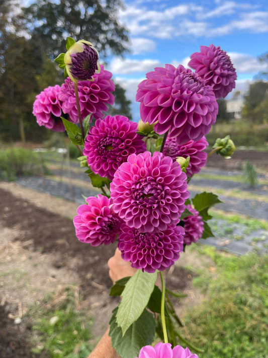 Caitlyn's Joy and Barbarry Aleks