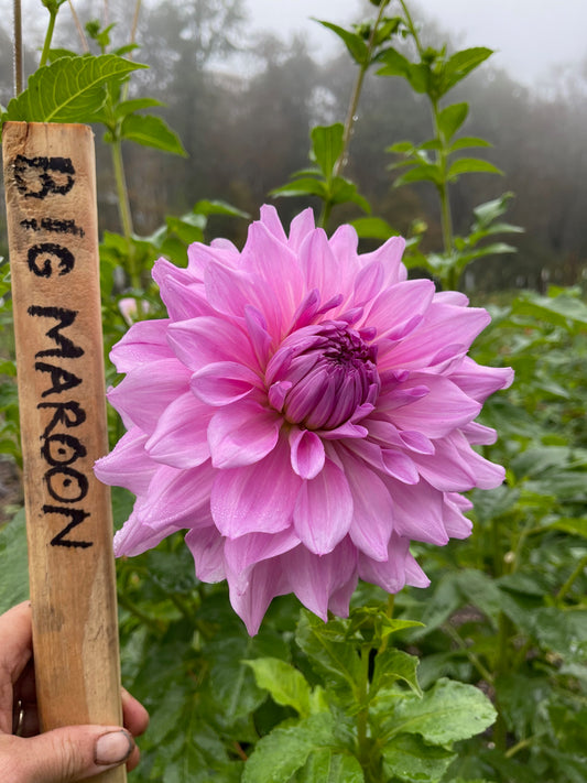 Big Tie Dye Surprise