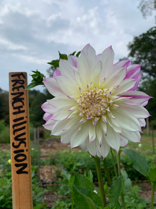 Ferncliff (not French...) Illusion